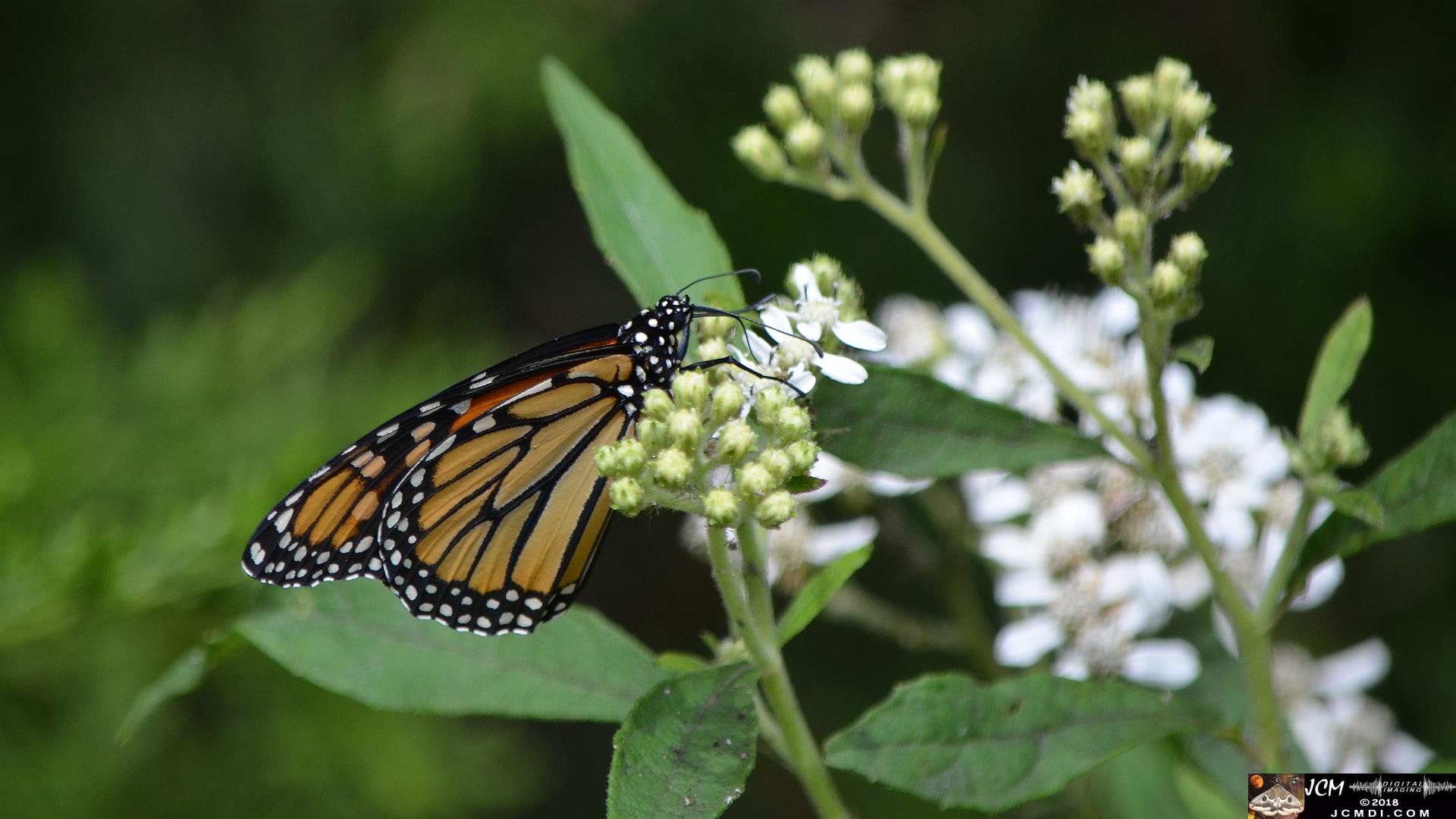 Monarch female on white flowers (Nikon D5100)